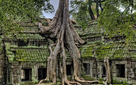 images/blog-image/tour-package/angkor_temple_tree_image.jpeg
